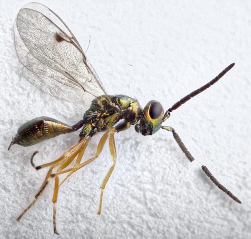 Miscogaster rufipes